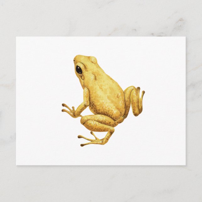 Giftdarmfrosch Postkarte (Vorderseite)