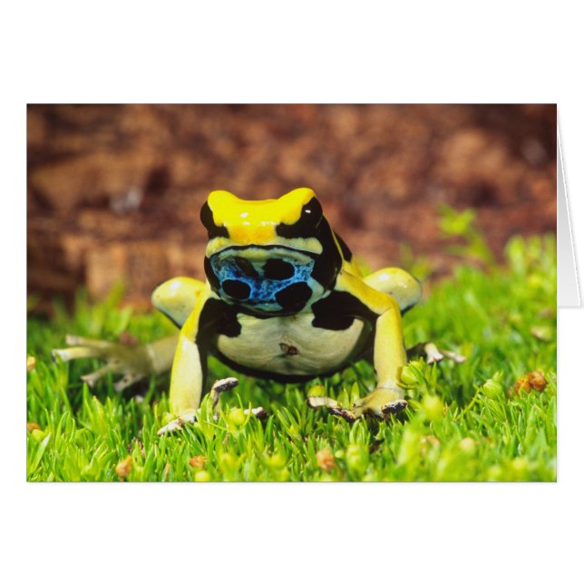 Giftfrosch, Dendrobate, Tinktorius, (Vorderseite (Horizontal))