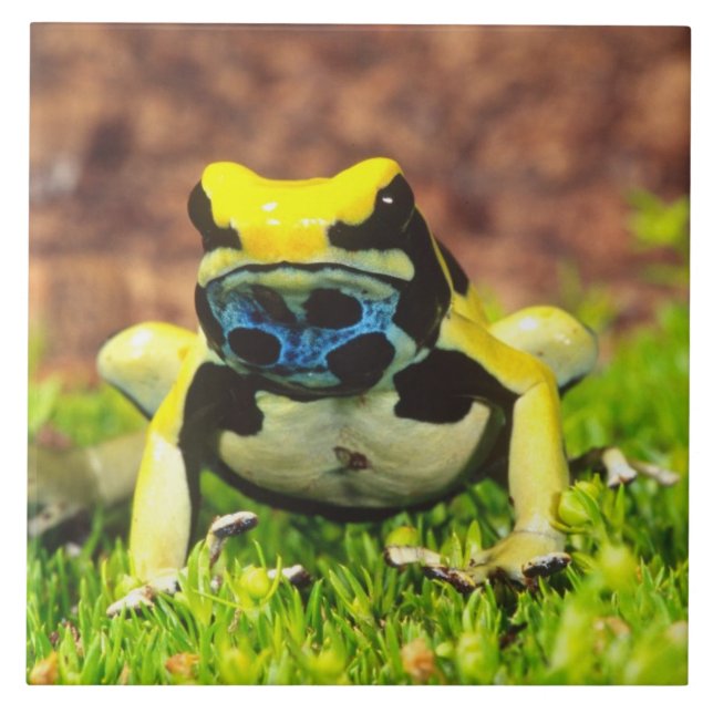 Giftfrosch, Dendrobate, Tinktorius, Fliese (Vorderseite)
