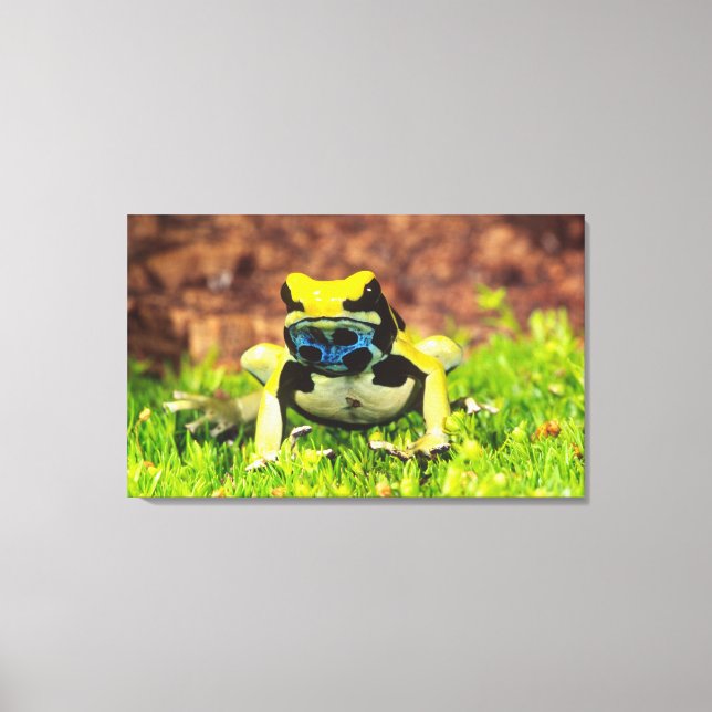 Giftfrosch, Dendrobate, Tinktorius, Leinwanddruck (Vorderseite)