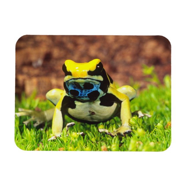 Giftfrosch, Dendrobate, Tinktorius, Magnet (Horizontal)
