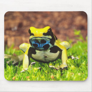 Giftfrosch, Dendrobate, Tinktorius, Mousepad