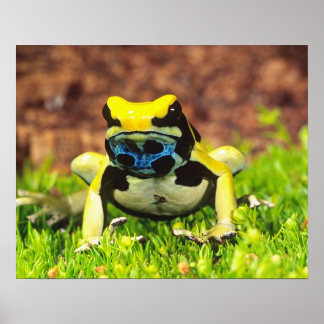 Giftfrosch, Dendrobate, Tinktorius, Poster (Vorne)