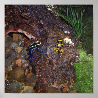 Giftfröschen-Poster