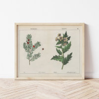 Giftige Pflanze | Charlotte Mary Yonge