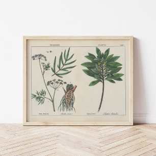 Giftige Pflanze   Charlotte Mary Yonge Poster