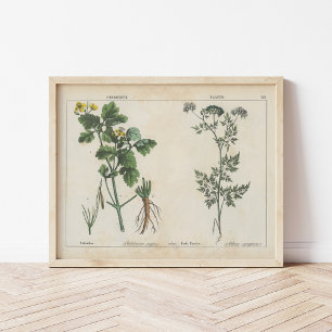 Giftige Pflanze   Charlotte Mary Yonge Poster