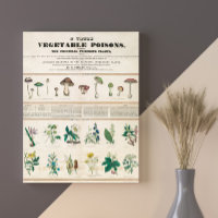 Giftige Pilze Vintag Retro 1840-1850