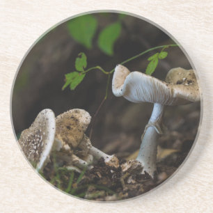 Giftige Schönheit Untersetzer