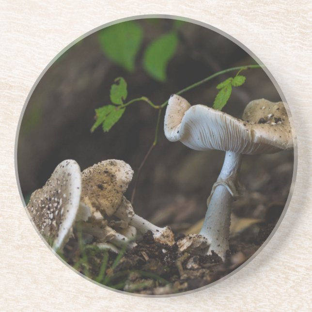 Giftige Schönheit Untersetzer (Vorne)