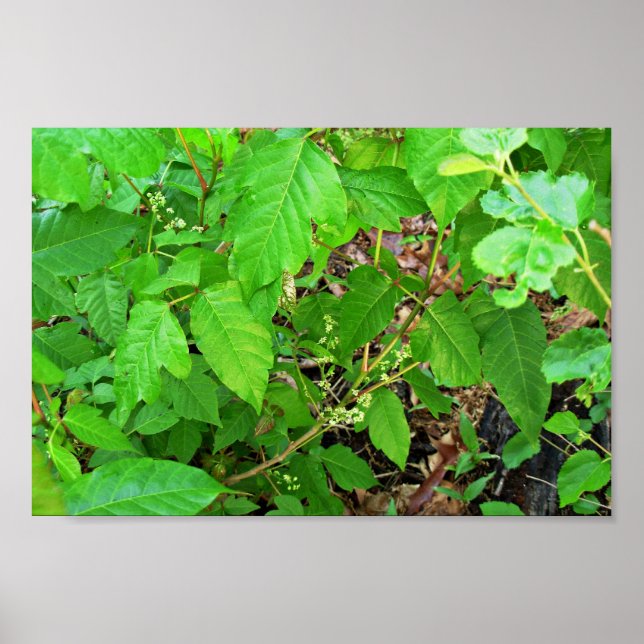 Giftivre mit Blume Poster (Vorne)