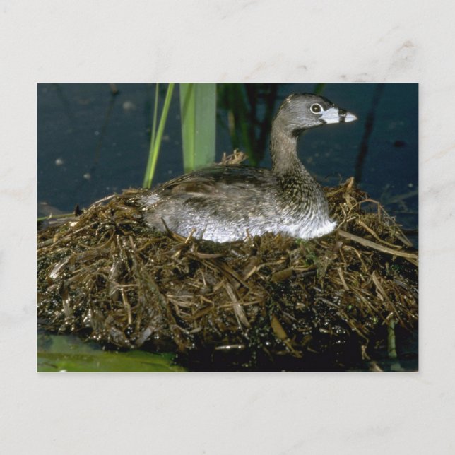 Giftkraut auf Nest Postkarte (Vorderseite)