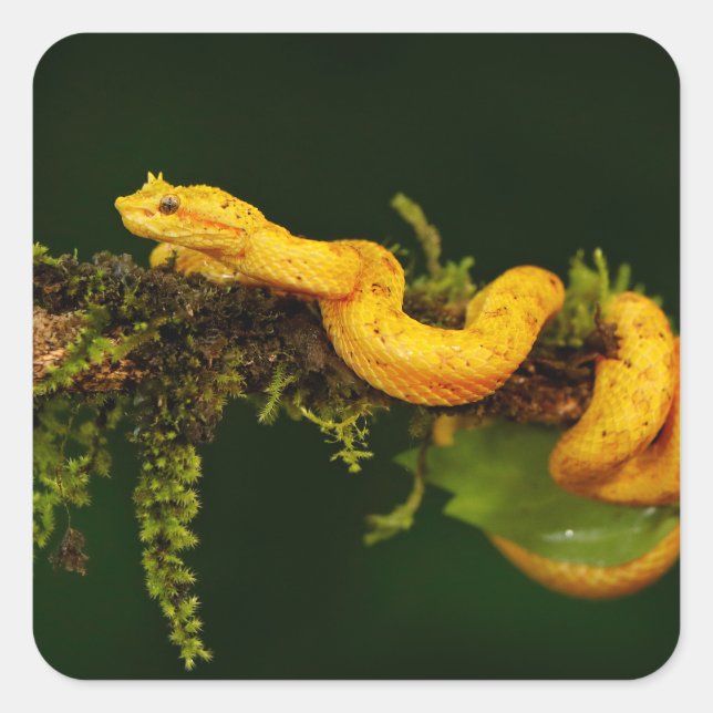 Giftschlange aus Costa Rica Quadratischer Aufkleber (Vorderseite)