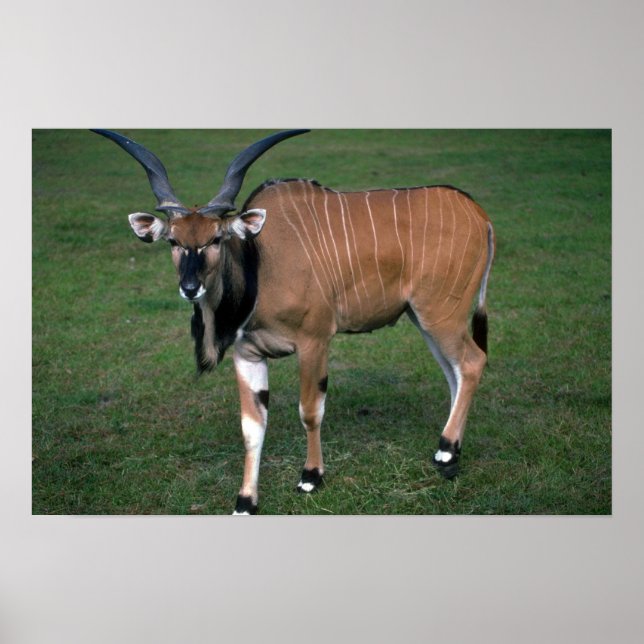 Gigant/Lord Derby's Eland-young bull Poster (Vorne)