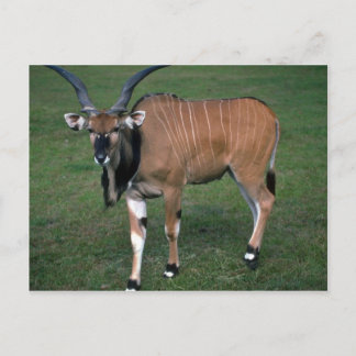 Gigant/Lord Derby's Eland-young bull Postkarte