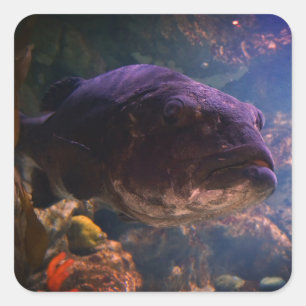 Gigant Sea Bass Stickers