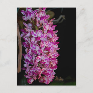 Gigantea-Orchid Postkarte