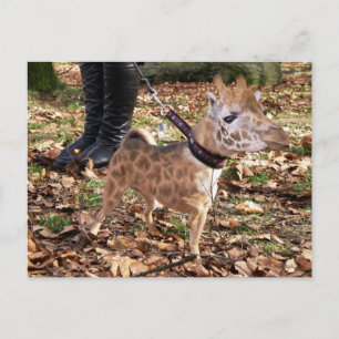 Gihuahua Postkarte