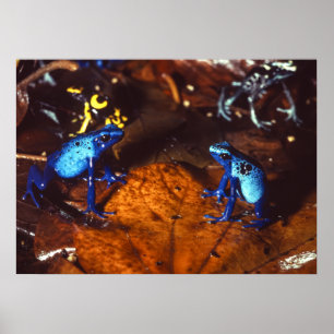 Giison Dart Frogs Poster