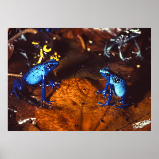 Giison Dart Frogs Poster