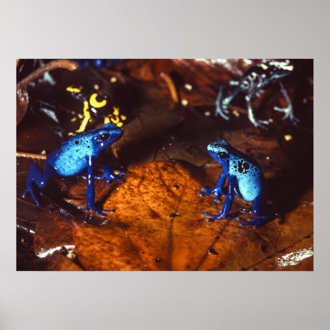 Giison Dart Frogs Poster (Vorne)
