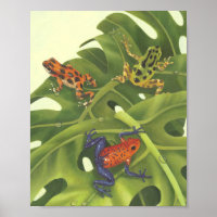 Giison Dart Frogs