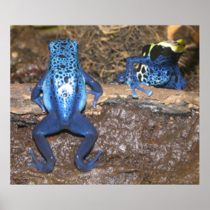 Giison Dart Frogs Poster