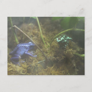 Giison Dart Frogs Postkarte
