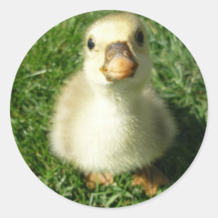 Gijs Runder Aufkleber