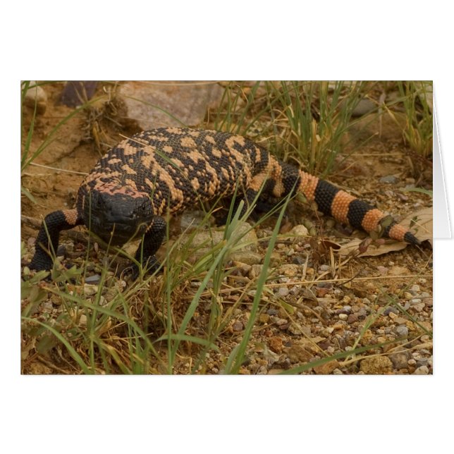 Gila Monster 041a (Vorderseite (Horizontal))