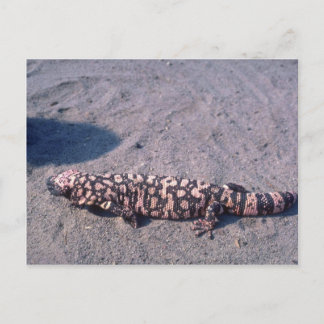 Gila Monster Lizard Postkarte