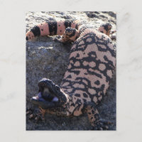 Gila Monster