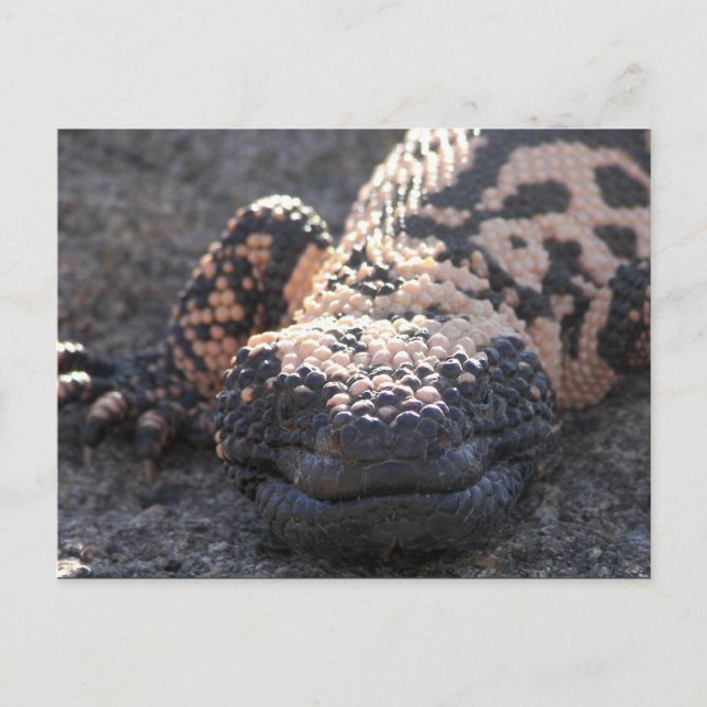 Gila Monster Postkarte (Vorderseite)