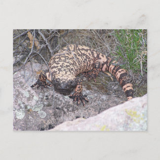 Gila Monster Postkarte