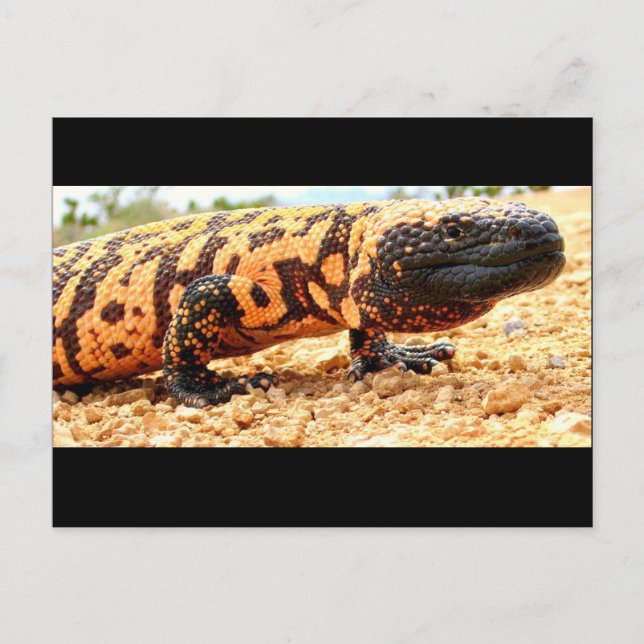 Gila-Monster-Postkarte Postkarte (Vorderseite)
