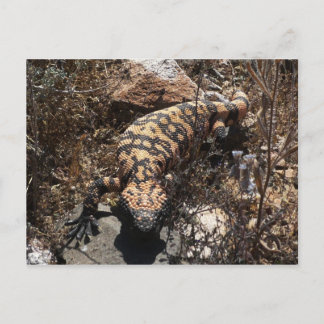 Gila Postcard Postkarte