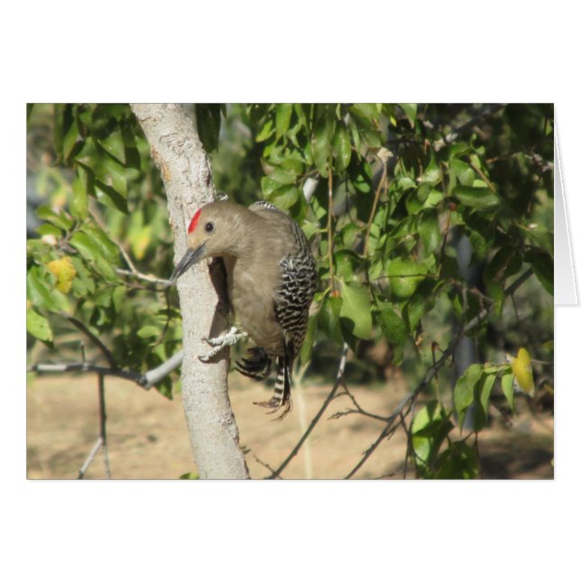 Gila Woodpecker (Vorderseite (Horizontal))