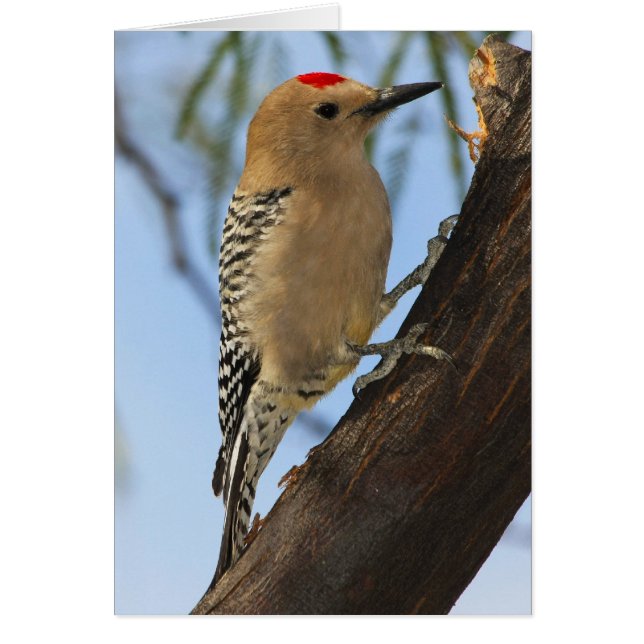 Gila Woodpecker 251a (Vorne)
