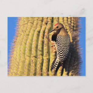 Gila Woodpecker auf Saguaro Cactus in Arizona Postkarte