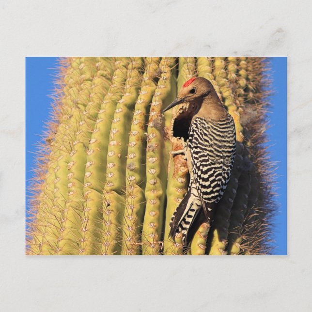 Gila Woodpecker auf Saguaro Cactus in Arizona Postkarte (Vorderseite)