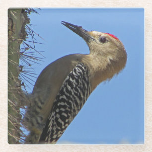 Gila Woodpecker Foto Unique Südwest Wüste Bird Glasuntersetzer