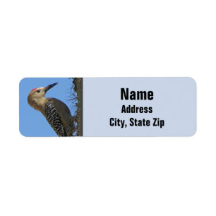 Gila Woodpecker Foto Wüste Südwest Bird