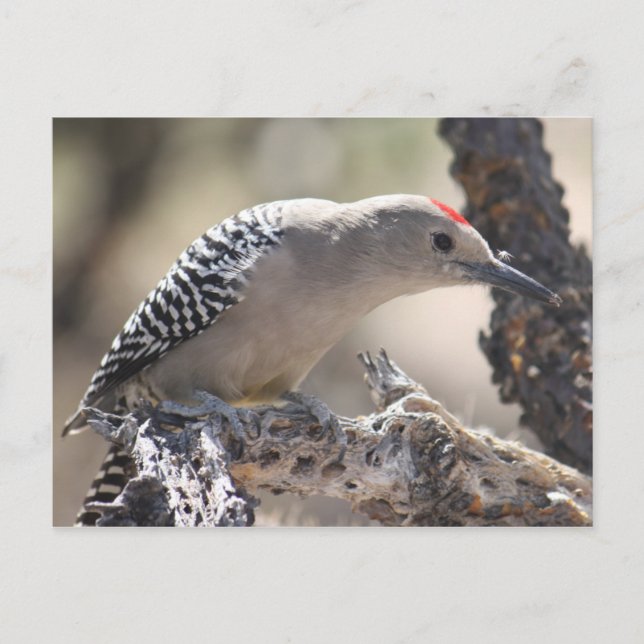 Gila Woodpecker Postcard Postkarte (Vorderseite)