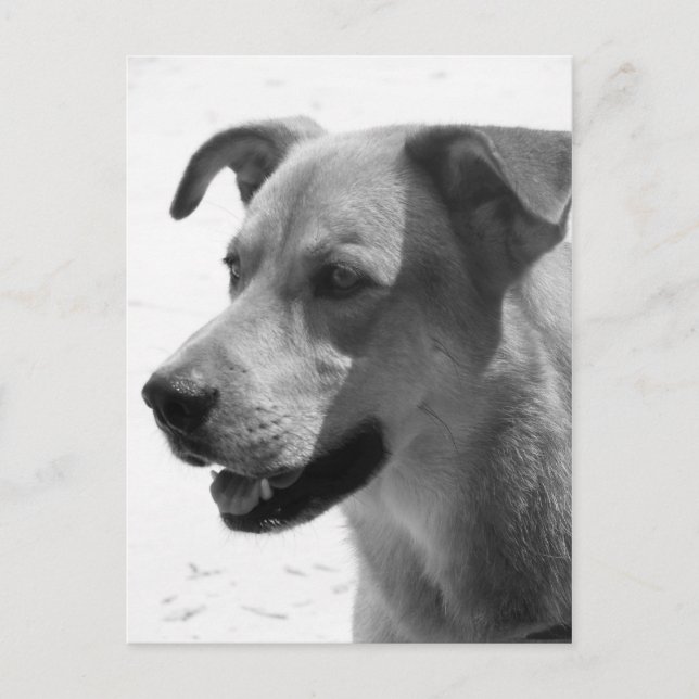 Gilbert Postkarte (Vorderseite)