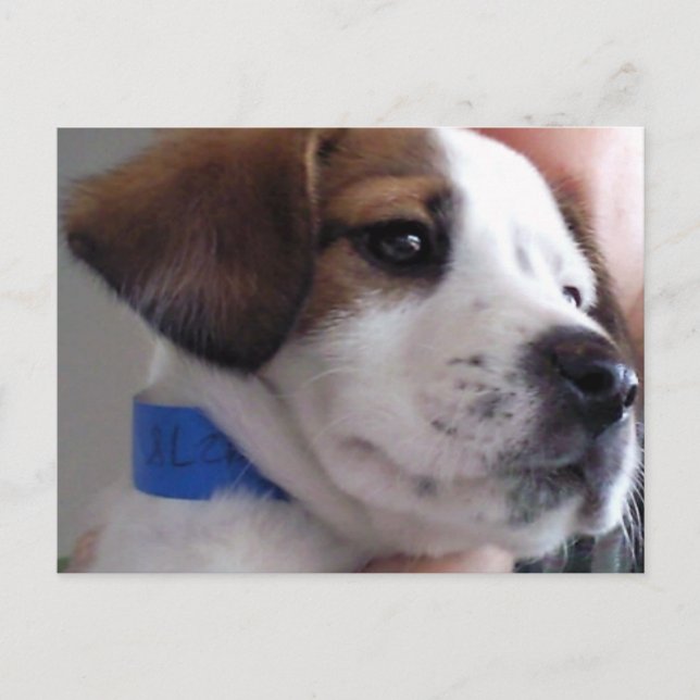 Gilbert Postkarte (Vorderseite)