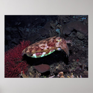 Gili Cuttlefish Poster