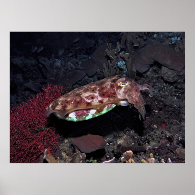 Gili Cuttlefish Poster (Vorne)