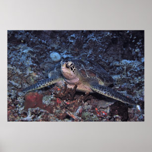 Gili Green Turtle Poster