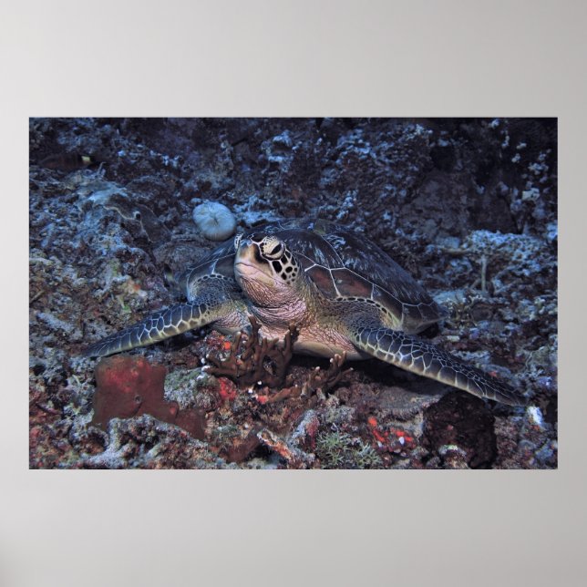 Gili Green Turtle Poster (Vorne)