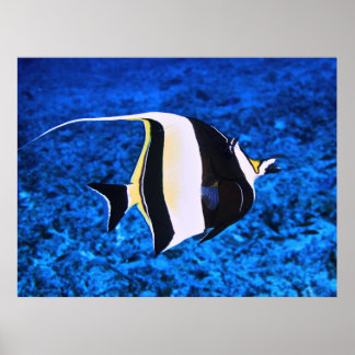 Gili Islands Moorish Idol Poster